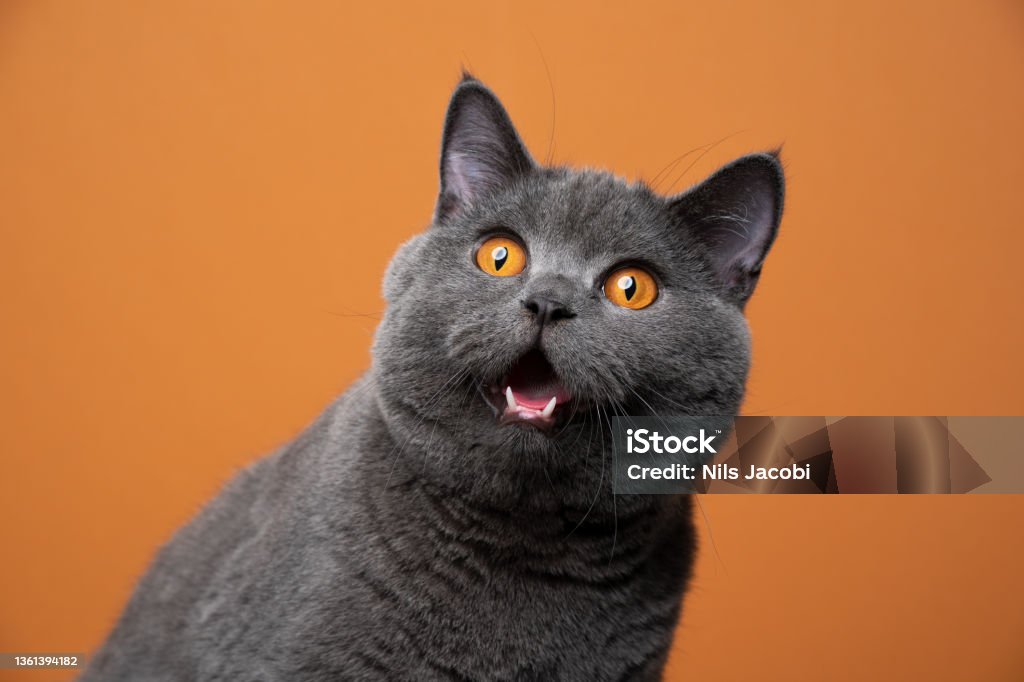 istockphoto-1361394182-1024x1024