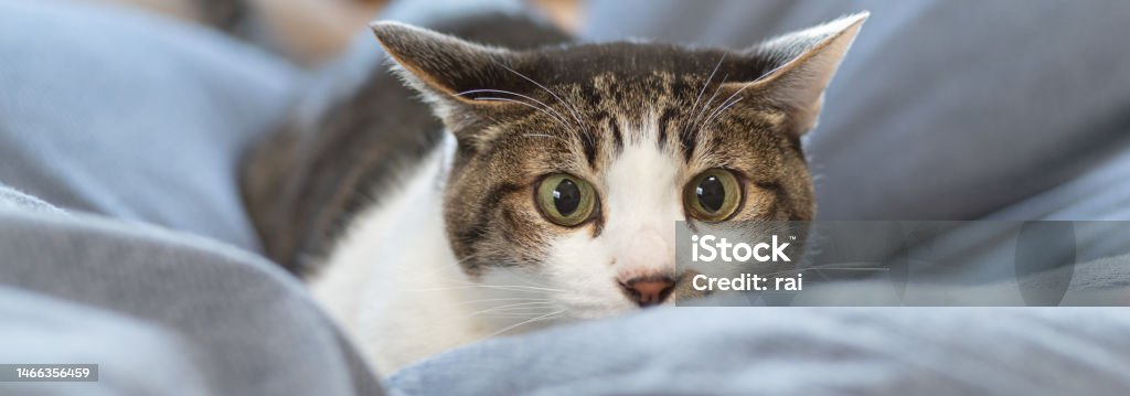 istockphoto-1466356459-1024x1024