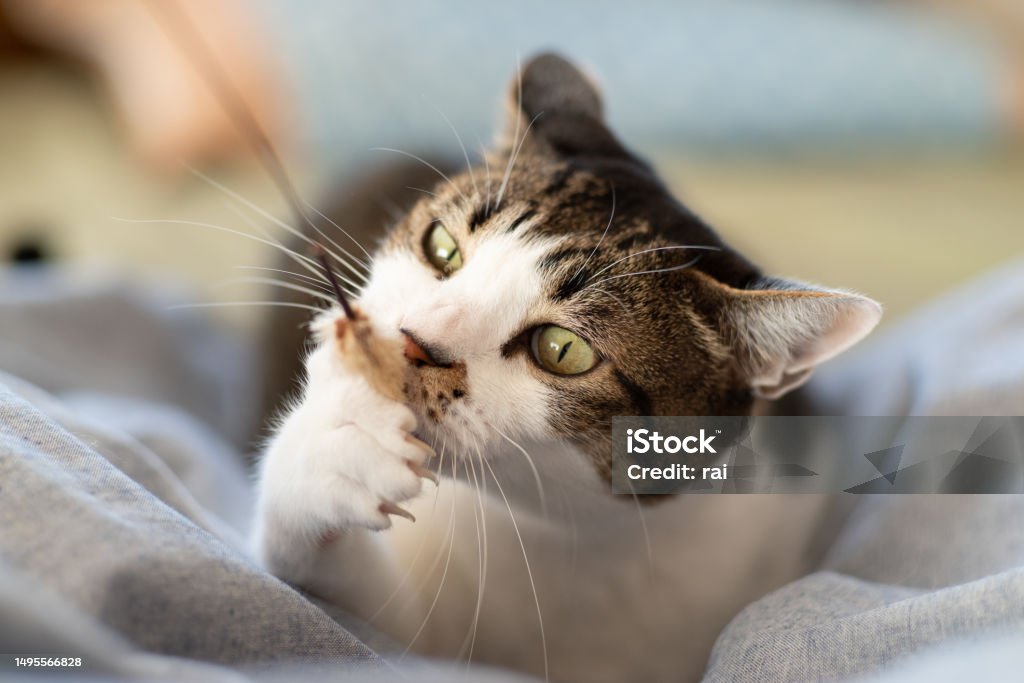 istockphoto-1495566828-1024x1024