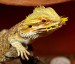 bearded-dragon-1302305_960_720